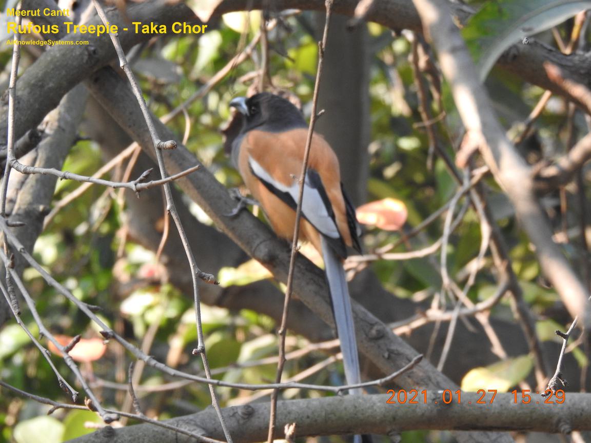 Rufous Treepie (22) Coming Soon